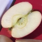 I Thought I Kept Seeing White Mold in the Core of My Apples, So of Course, I Had to Look It Up