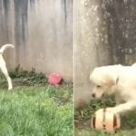 This Soccer-Playing Dog Is Giving Cristiano Ronaldo a Run for His Money