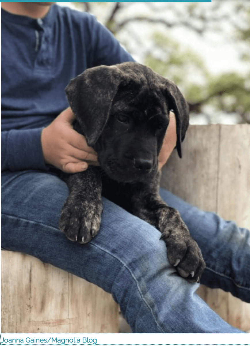 chip gaines surprised family with an english mastiff puppy | chip and joanna gaines have added another member to their growing family. but this time it isn’t another baby.