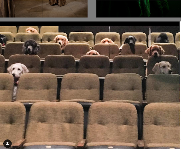 Service dogs in theater