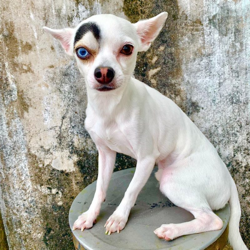 The Internet can't get enough of this rescue dog's unusual markings
