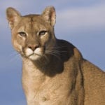 A Mountain Lion Made Itself at Home in This Woman's House. Her Solution Was Both Compassionate and Amazing.