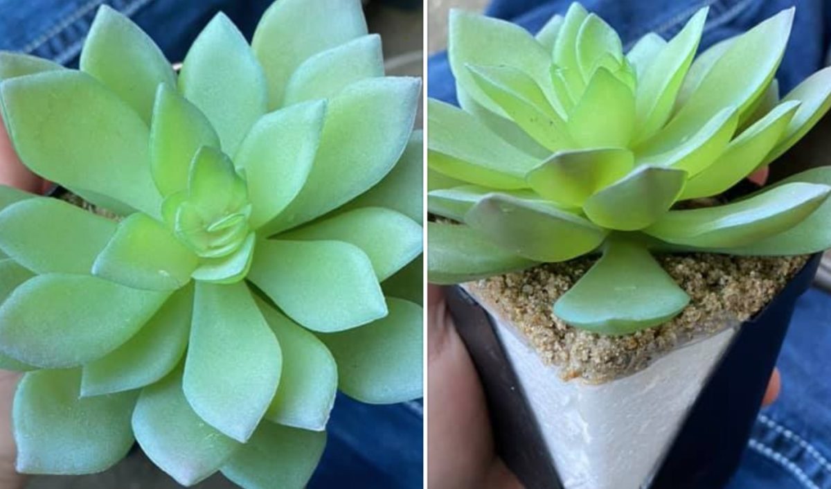 mom waters and cares for succulent for two years before realizing it was a fake plant the whole time