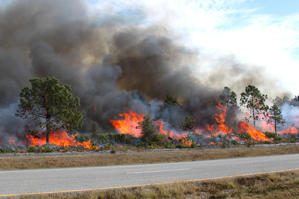 when gender reveals go wrong: the 10-acre fire in florida edition