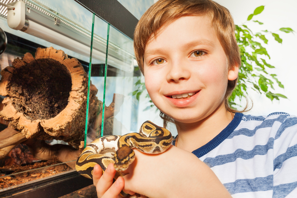 My Wife Is Furious I Let Our 6-Year-Old Son Watch a Family Member's Pet Snake Eat a Mouse: Advice?