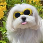7 Dogs of Instagram that You Need to Meet