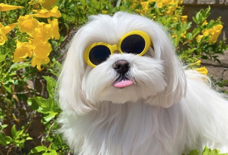 7 Dogs of Instagram that Need to Meet