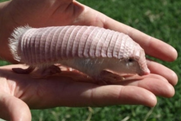 7 of the strangest animals on earth that you can't unsee
