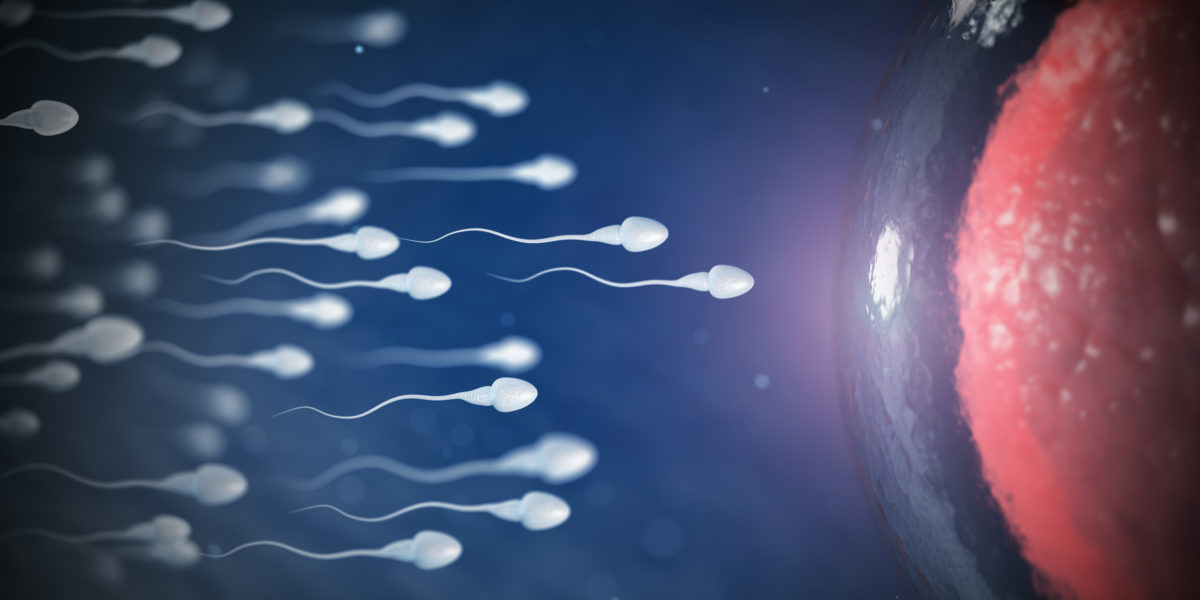 New Study Shows That the Same Hormones That Affect What Type of Man a Woman Is Attracted to Can Also Affect Which Sperm an Egg Chooses | According to the author of the new study, John Fitzpatrick, those same hormones can affect which sperm the egg chooses after sex.