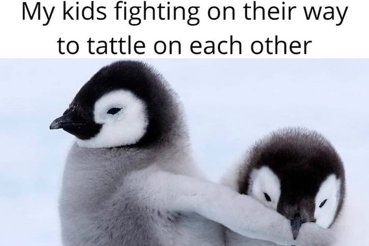 25 funny sibling memes that epitomize relatable