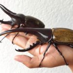 10 Bizarre Bugs That Unfortunately Are Real
