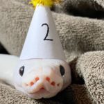 12 Cute Reptiles to Follow on Instagram