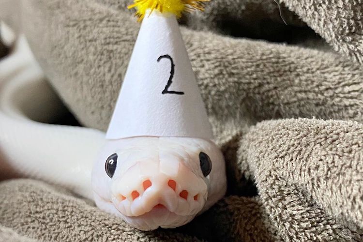12 cute reptiles to follow on instagram