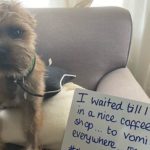 15 Times Our Furry Friends Got Hilariously Dog-Shamed