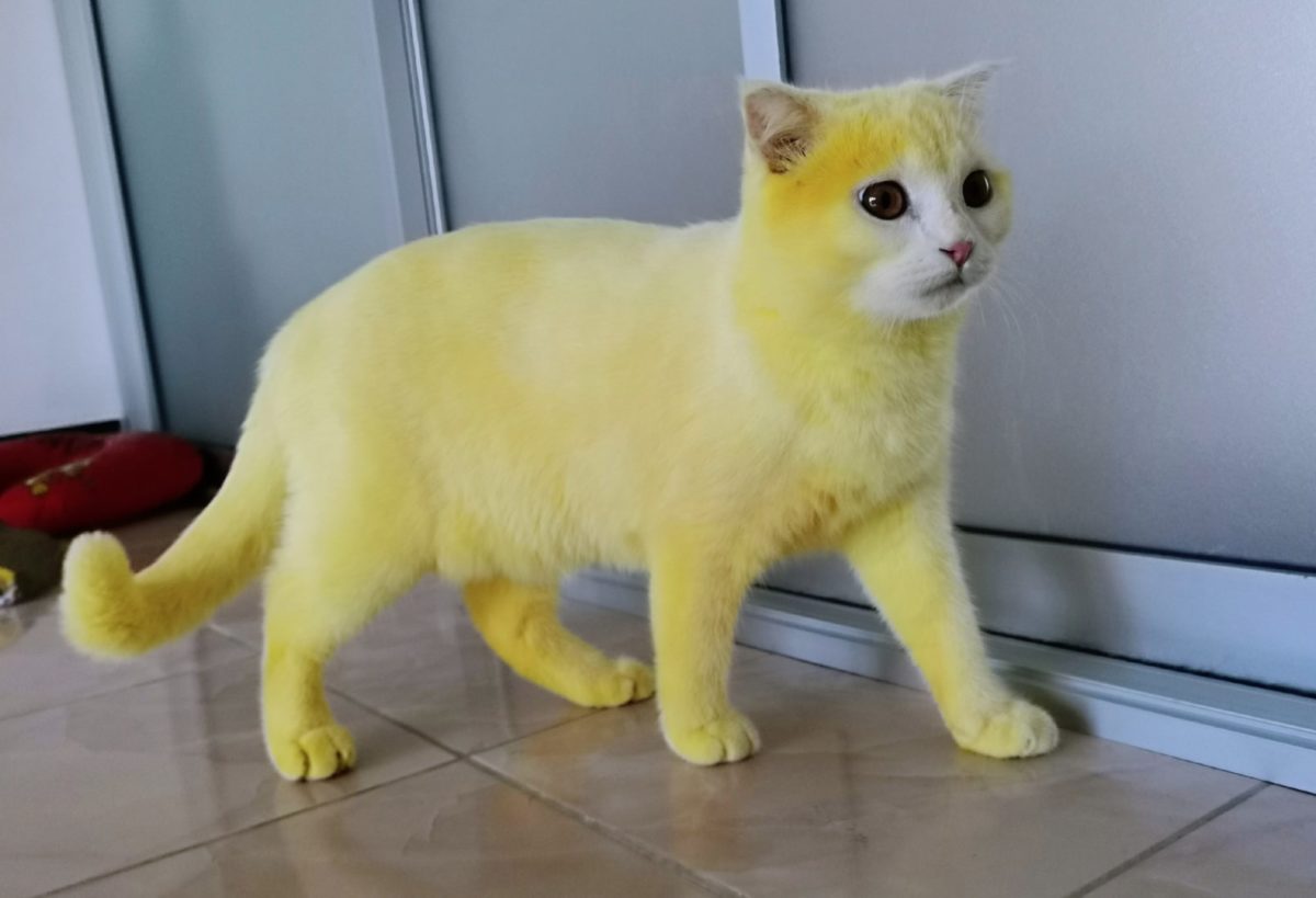 Woman Accidentally Dyes Cat Yellow After Turmeric Treatment