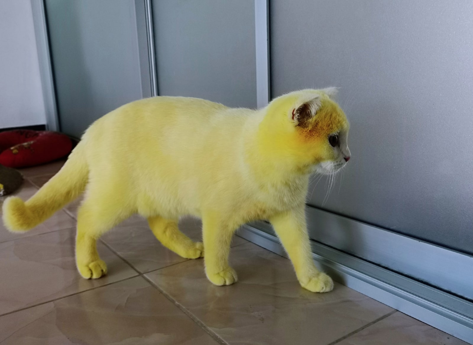 Желтый ошейник для кота