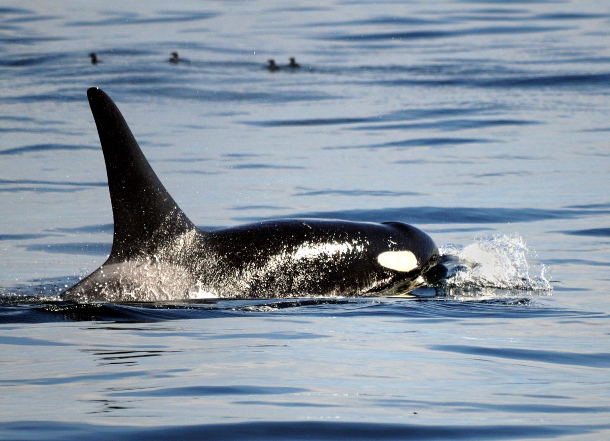 the orca whale tahlequah is finally a mother again