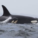 The Orca Whale Tahlequah Is Finally A Mother Again