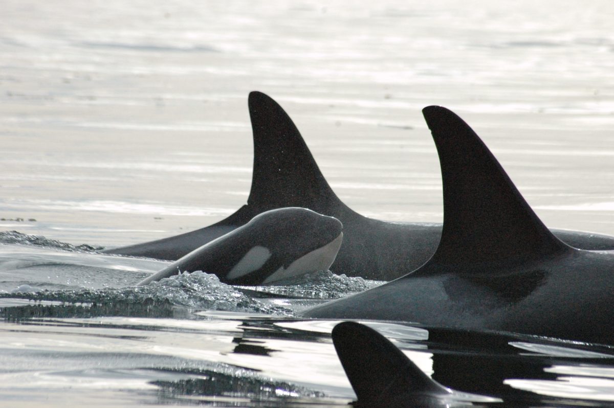 the orca whale tahlequah is finally a mother again
