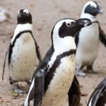 Gay Penguins Heartlessly Steal Eggs from Lesbian Penguins, Hurting the LGBTQ Ornithological Community Writ Large