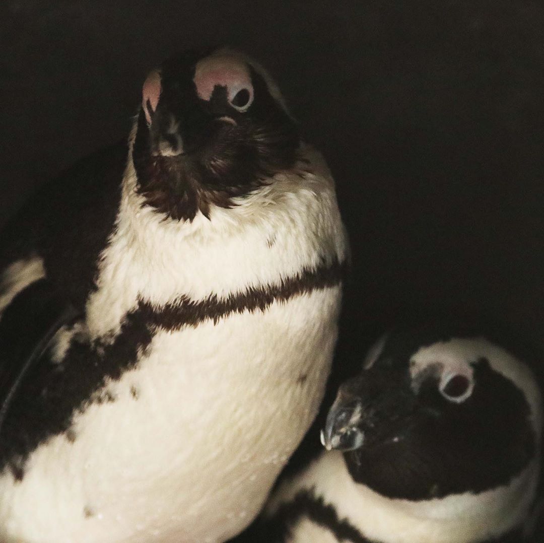 Gay Penguins Heartlessly Steal Eggs from Lesbian Penguins