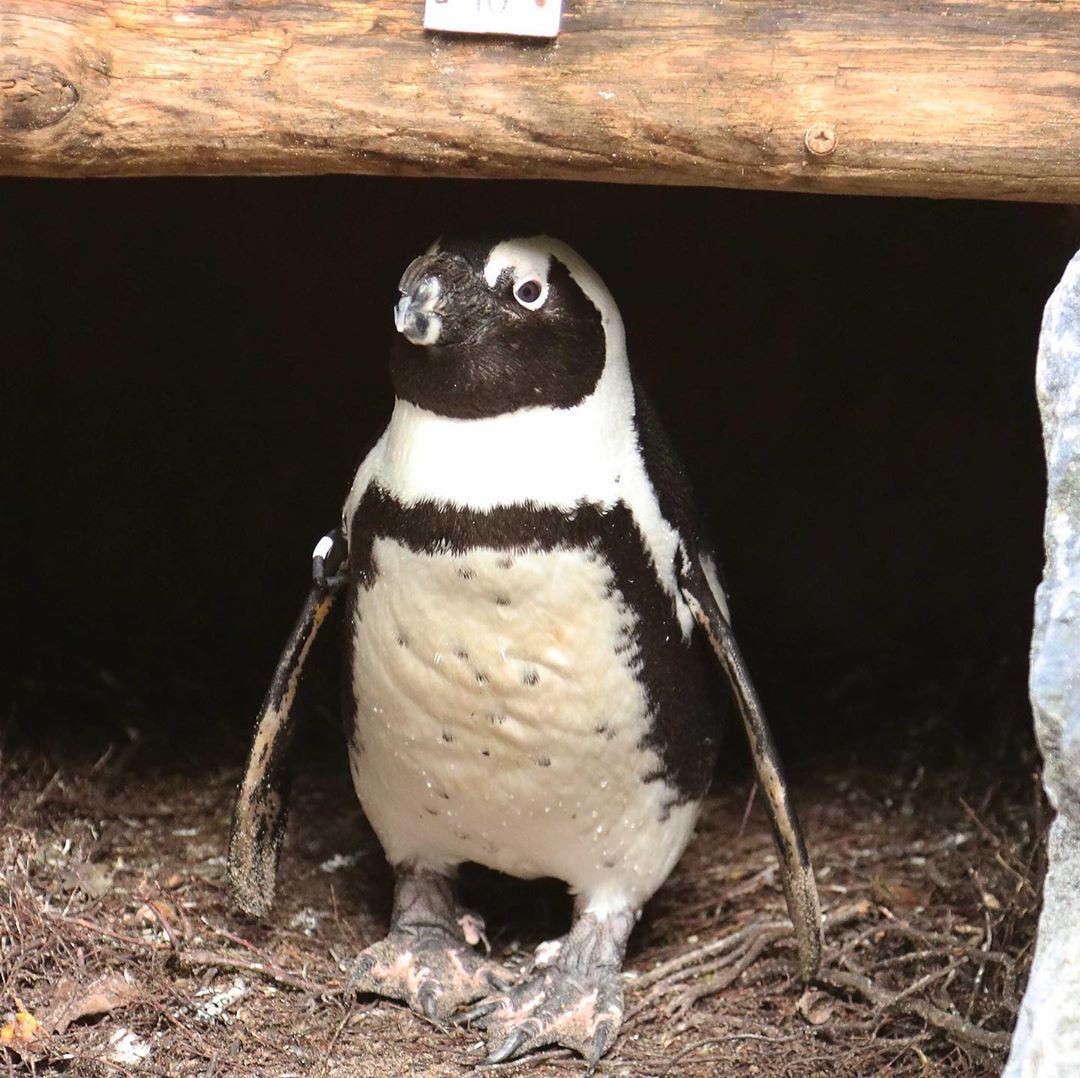 gay penguins heartlessly steal eggs from lesbian penguins