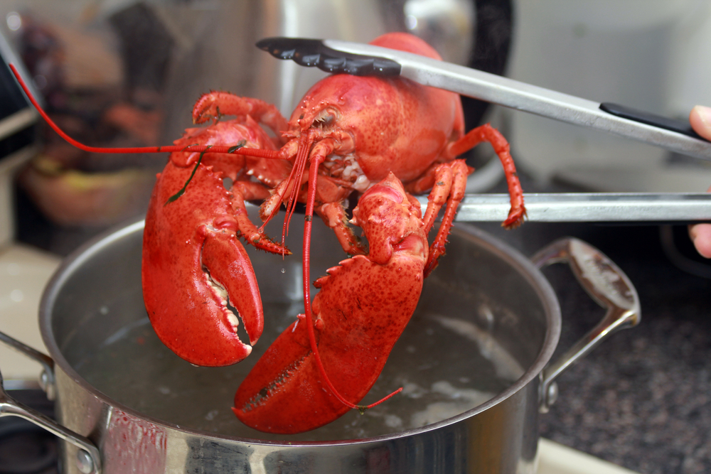 should you dress your child as a lobster and pretend to cook him? debate rages on