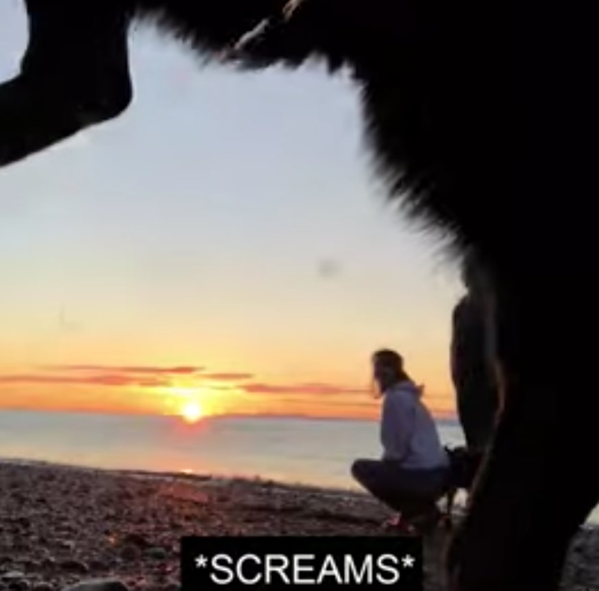 Couple’s Sunset Moment Bombarded By Dog Who Pees Over Camera