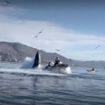 Hair-Raising Video: Humpback Whale Appears to Swallow Kayakers Off California Coast