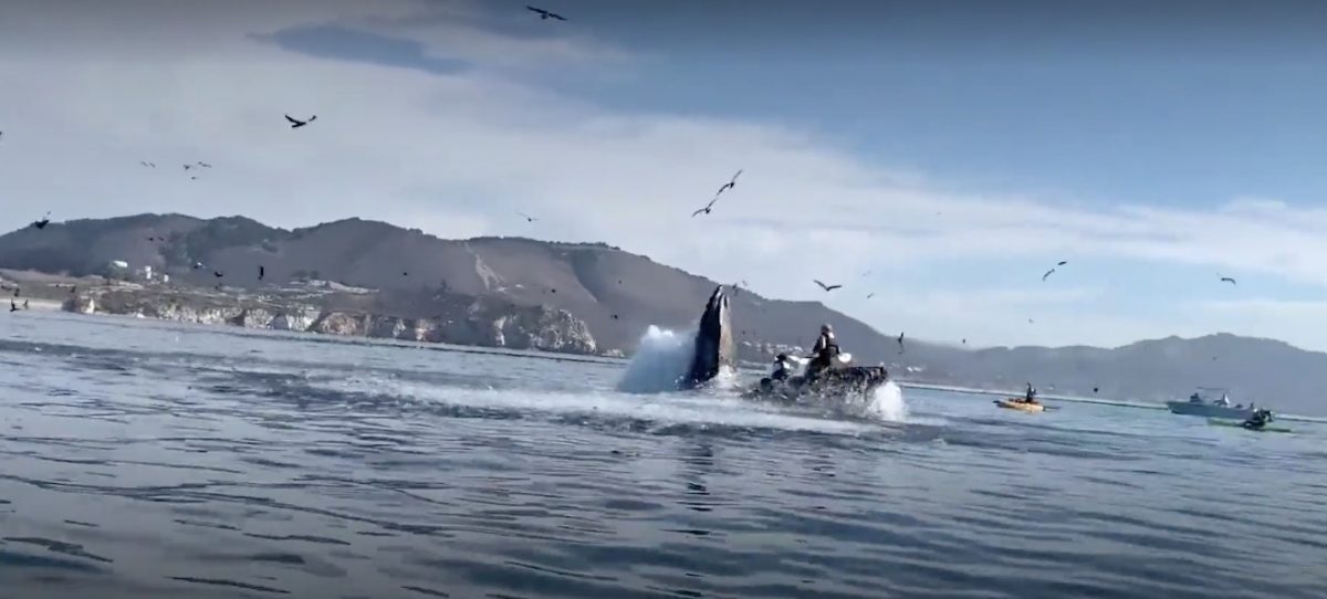 hair-raising video: humpback whale appears to swallow kayakers off california coast