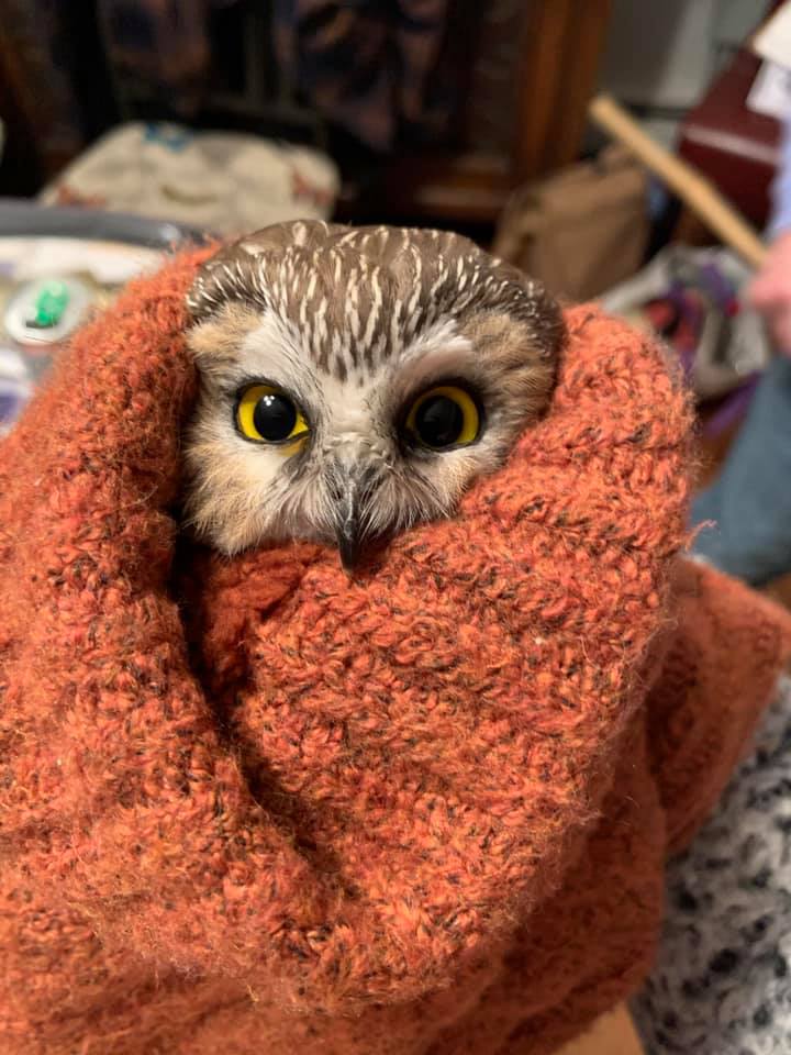 Sad Rockefeller Christmas Tree Harbors Clandestine Owl In Its Balding Branches | A very ugly Christmas tree contained a very cute little owl. Surprises abound at Rockefeller Center in 2020.