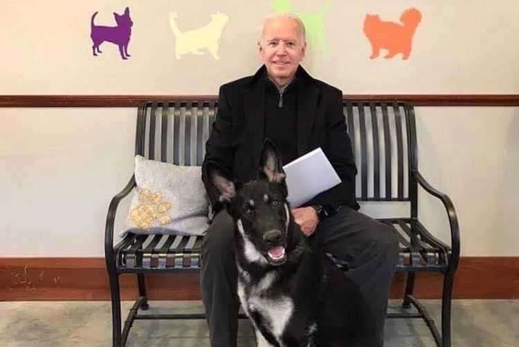 Joe Biden's Dog to Be First Shelter Dog in White House