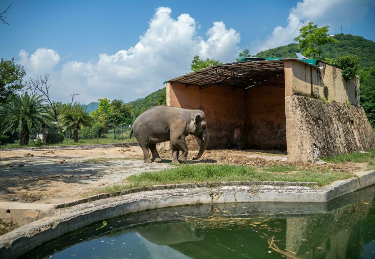 cher's "free the wild" charity helps find new home for "world's loneliest elephant" | cher has helped the “world’s loneliest elephant” find a new home. kaavan the lonely elephant was moved from islamabad, pakistan to his new home in cambodia.
