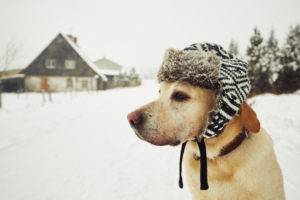 my landlord won't let me bring our dog inside despite freezing winter conditions: what should i do?