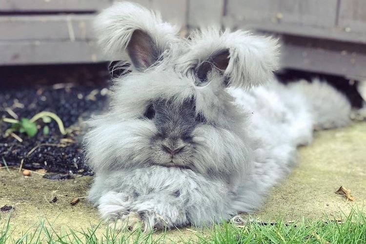25 Pictures of Extremely Fluffy Animals That Will Make You Say 'AWW!'