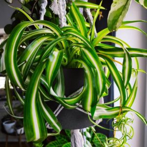 NASA Says These 25 Plants Clean The Air In Your Home Best