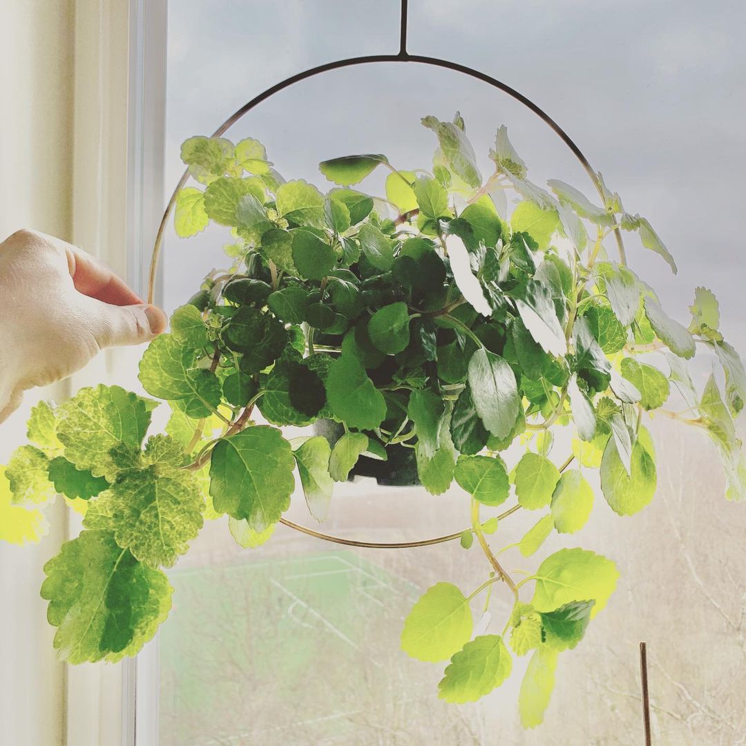nasa claims these 25 plants clean the air in your home