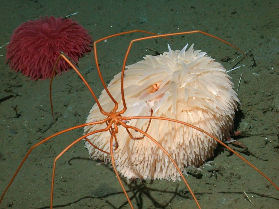 25 Weird Creatures You'll Find In The Arctic And Antarctica