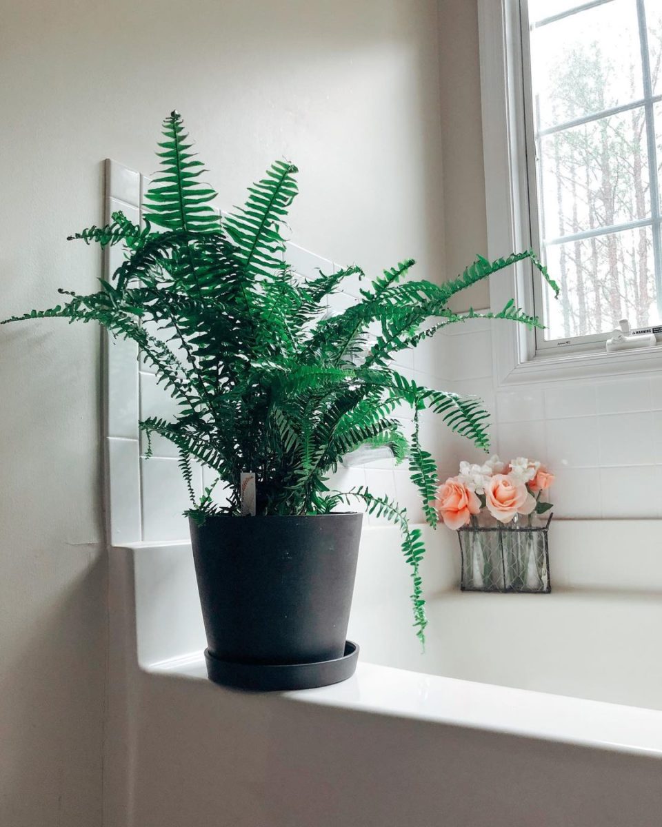 NASA Claims These 25 Plants Clean the Air in Your Home