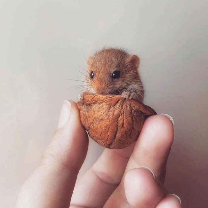 you need a dose of smol in your life! check out these adorable little fur babies