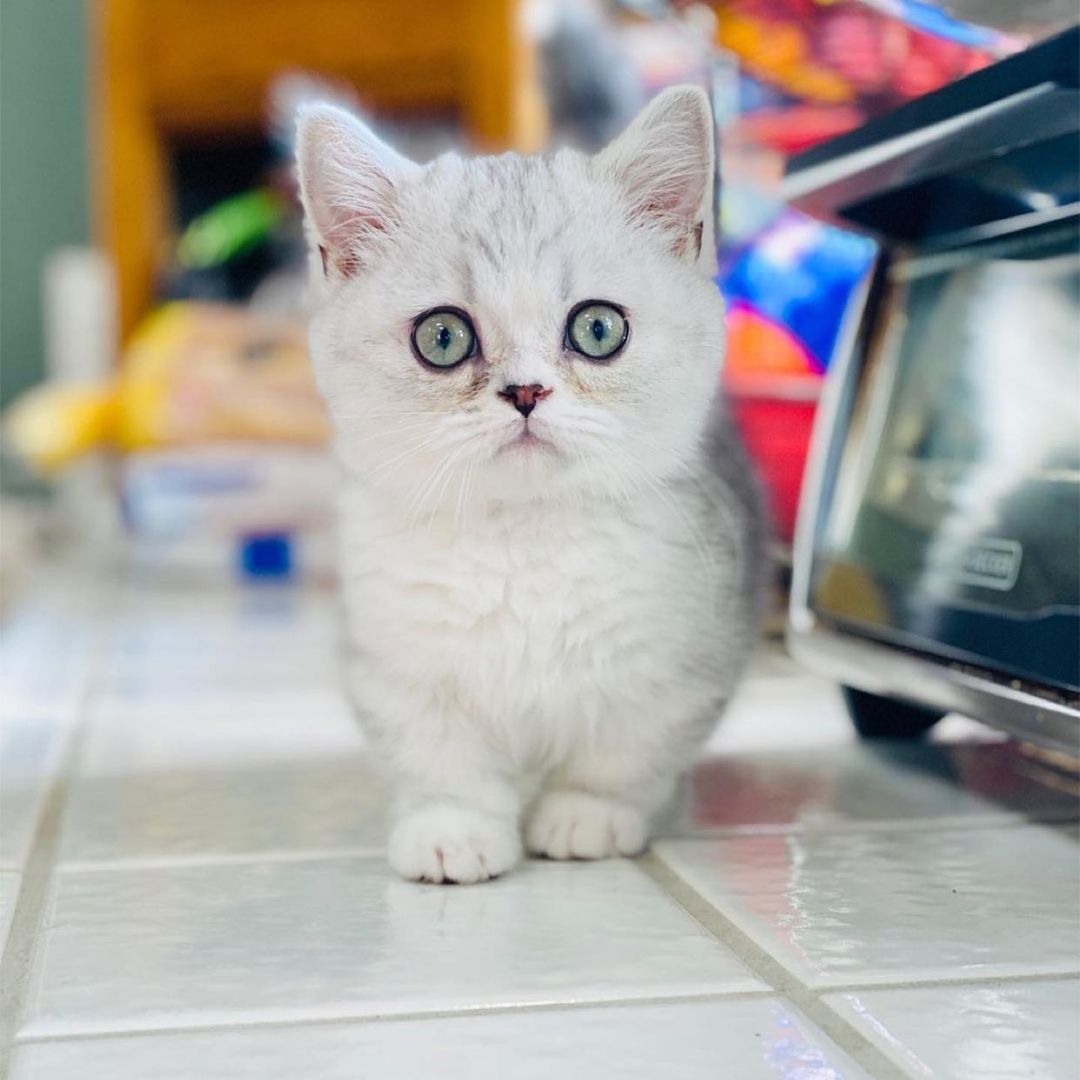 you need a dose of smol in your life! check out these adorable little fur babies