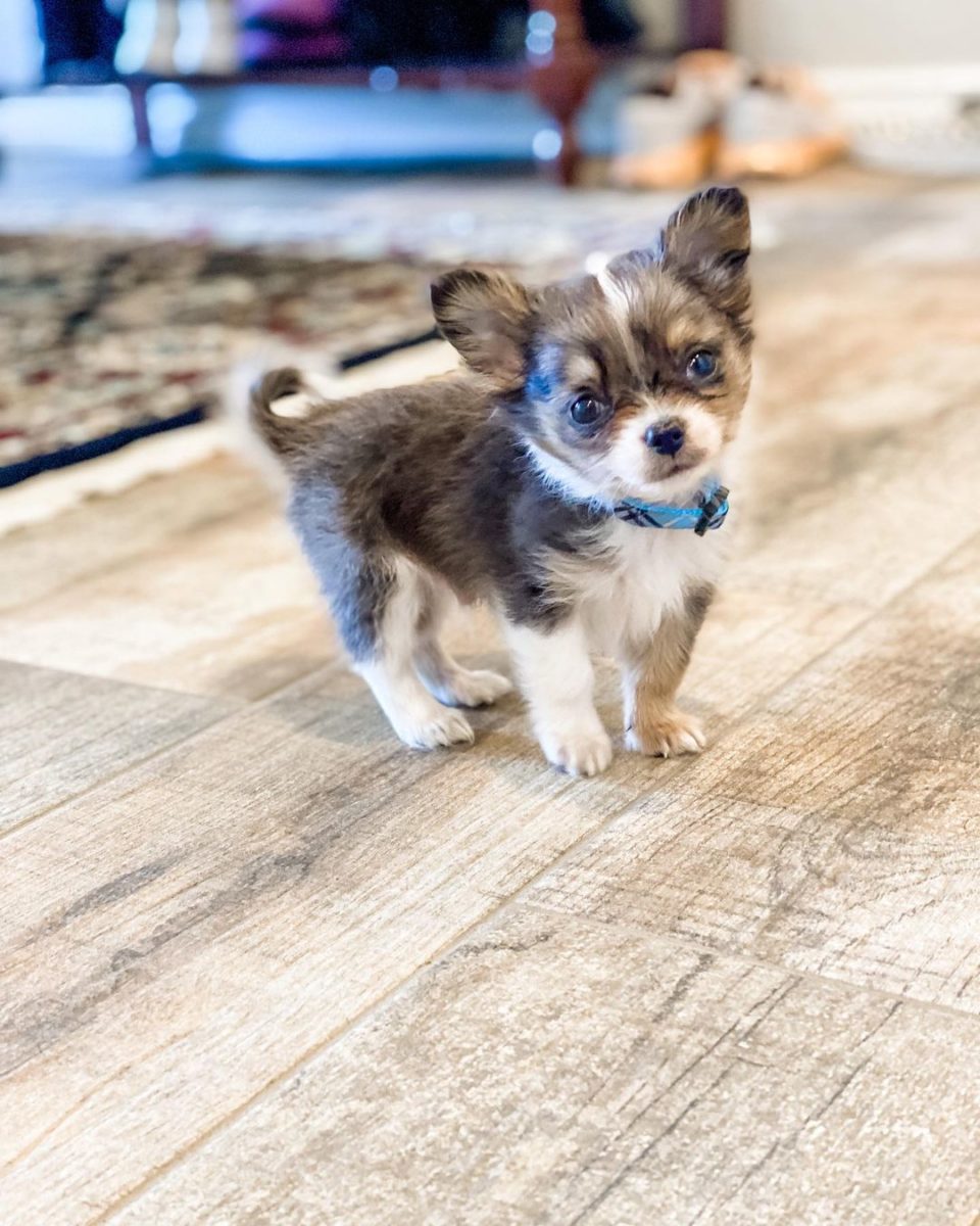 You Need a Dose of Smol in Your Life! Check Out These Adorable Little Fur Babies