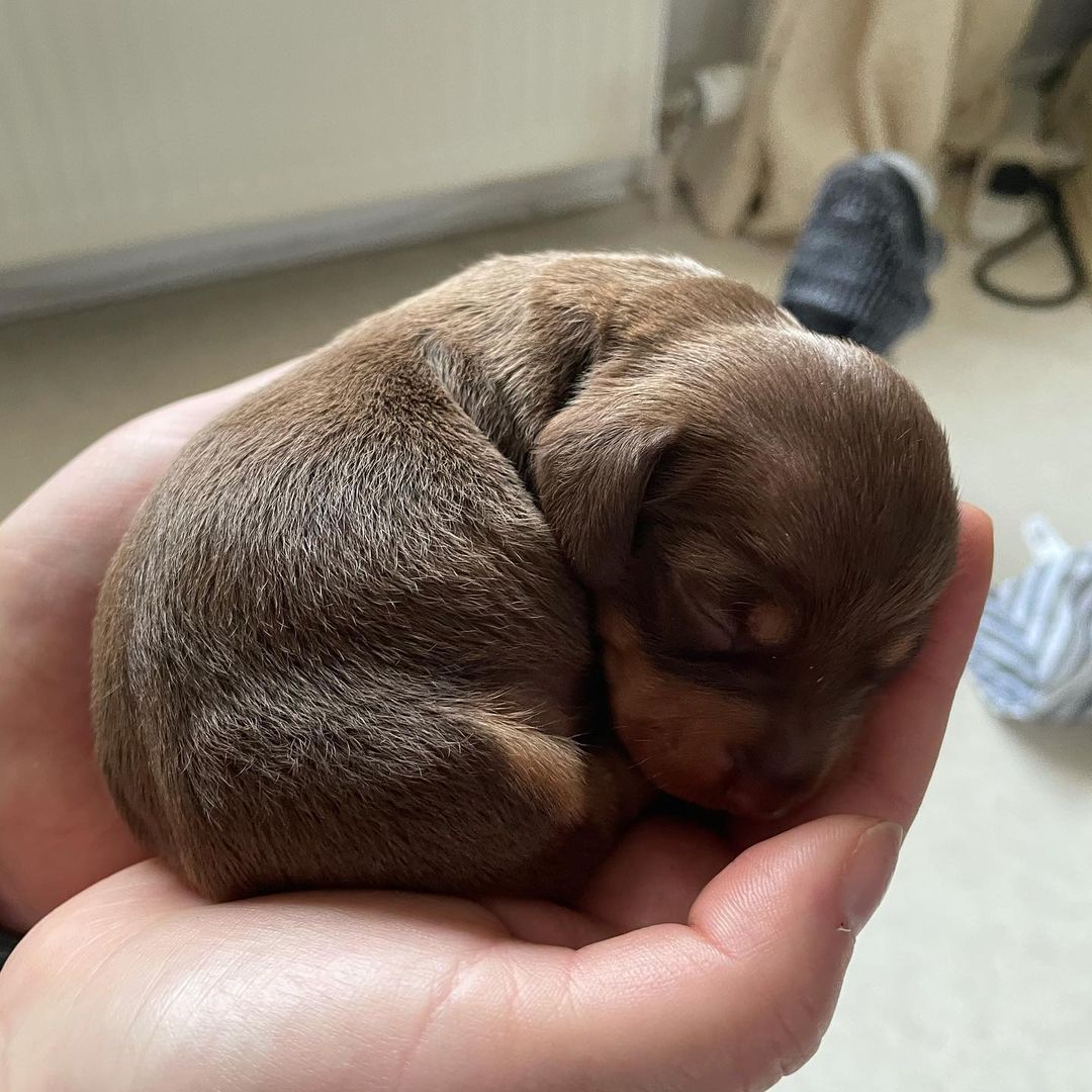 You Need a Dose of Smol in Your Life! Check Out These Adorable Little Fur Babies