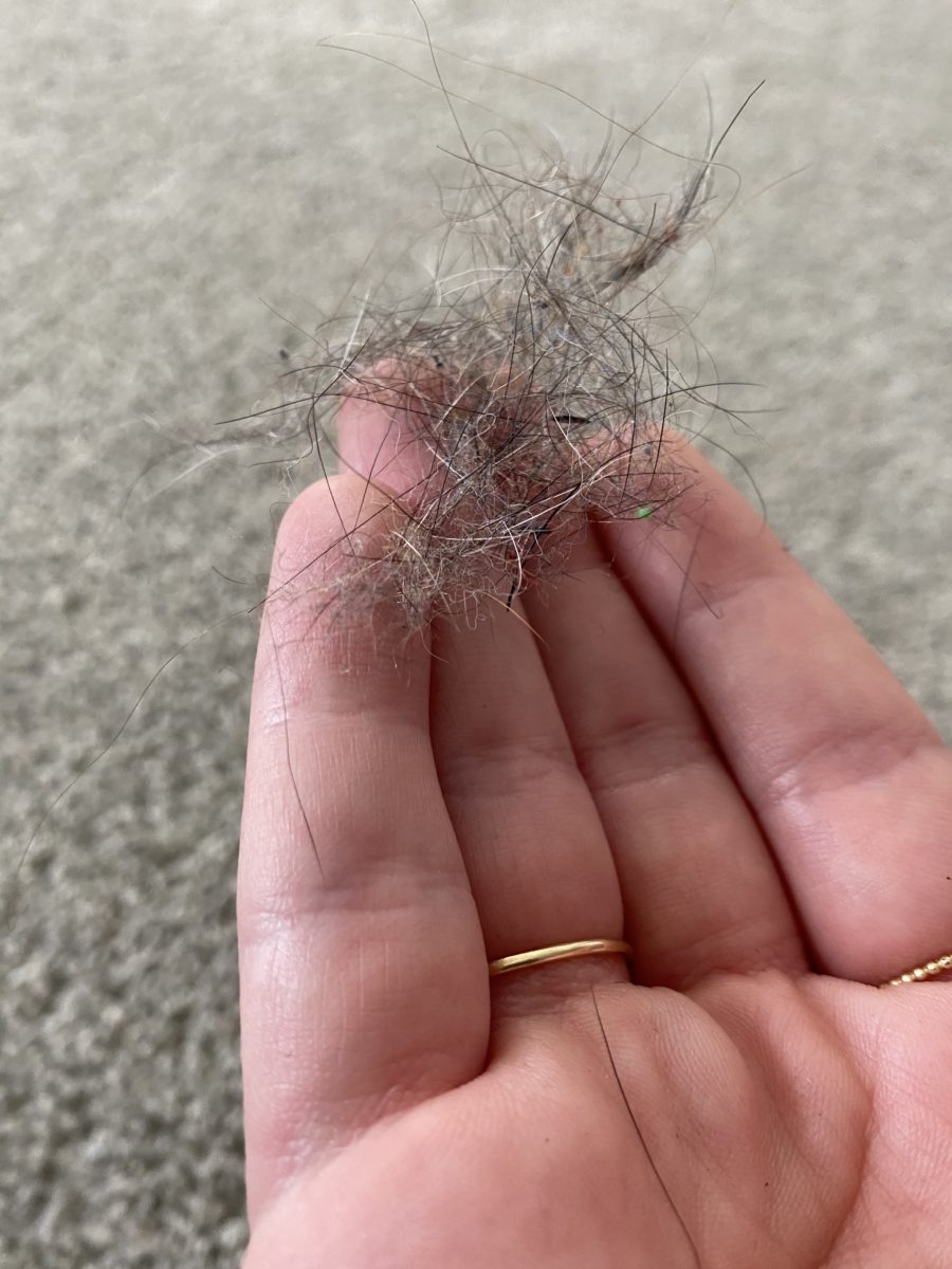 If You Have a Furry Pet, You Need This $20 Tool That Will Question Why You Vacuum At All | This is what I pulled from just a tiny section of my carpet that is only five months old!