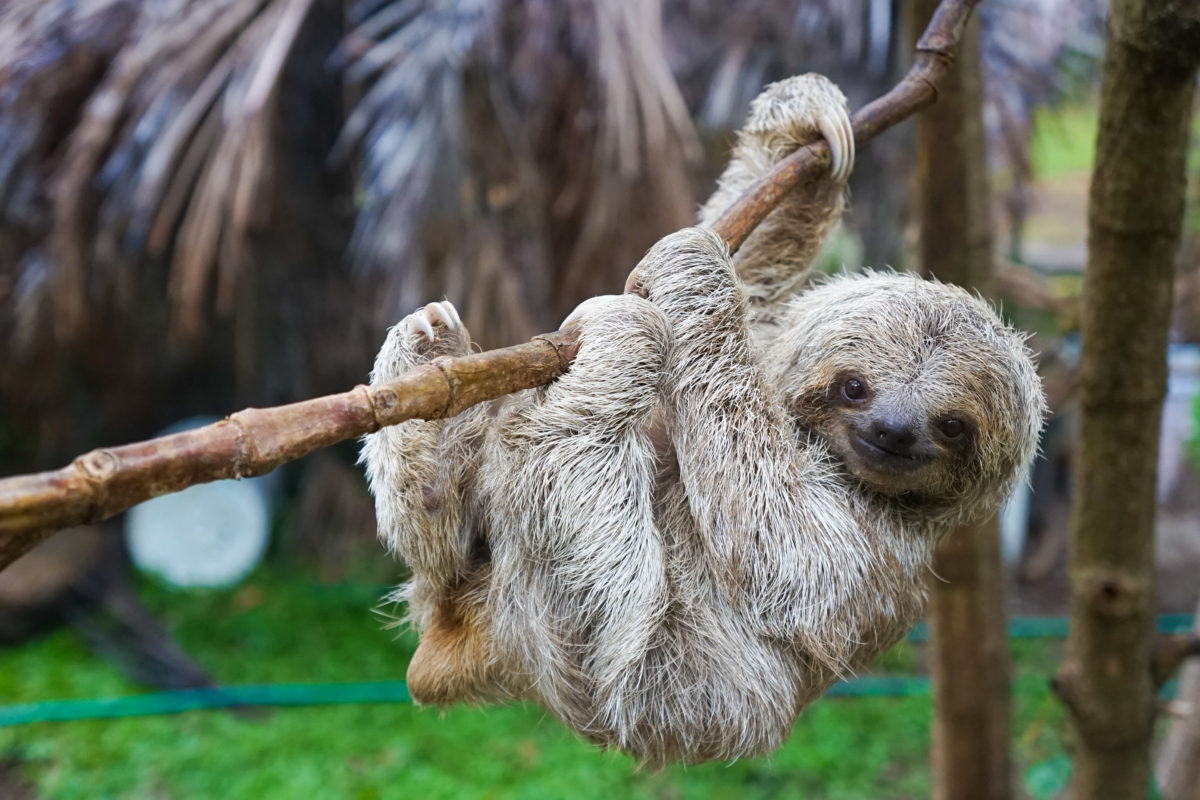 cincinnati zoo honors late 1-year-old by naming sloth habitat after him