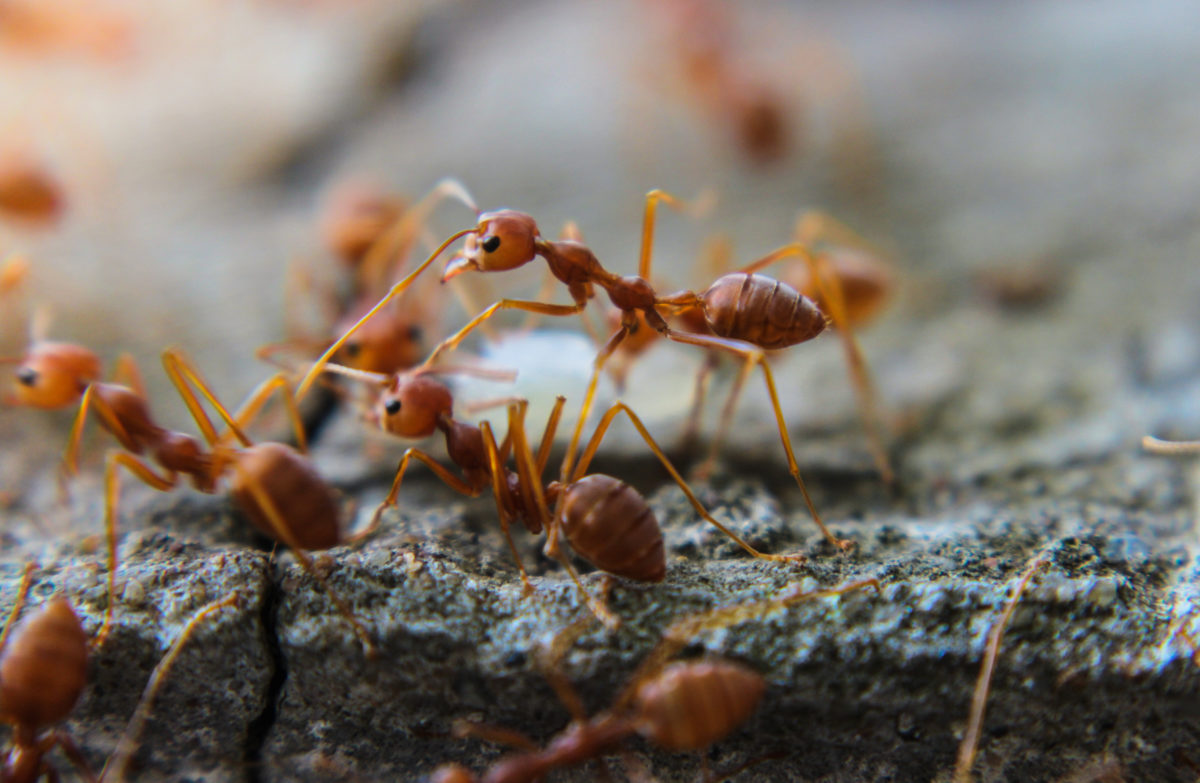 this is why you may not be able to smell ants