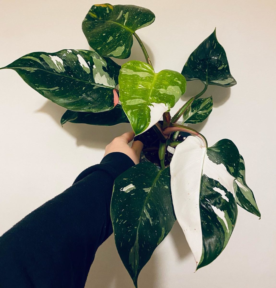rare houseplants plant-lovers can't wait to get their hands on