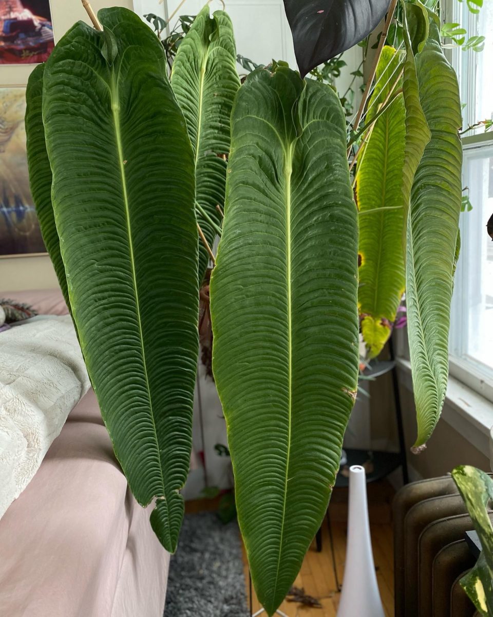 Rare Houseplants Plant-Lovers Can't Wait to Get Their Hands On