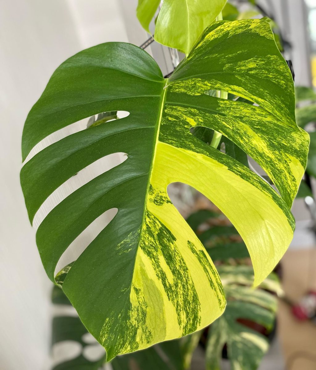 Rare Houseplants Plant-Lovers Can't Wait to Get Their Hands On