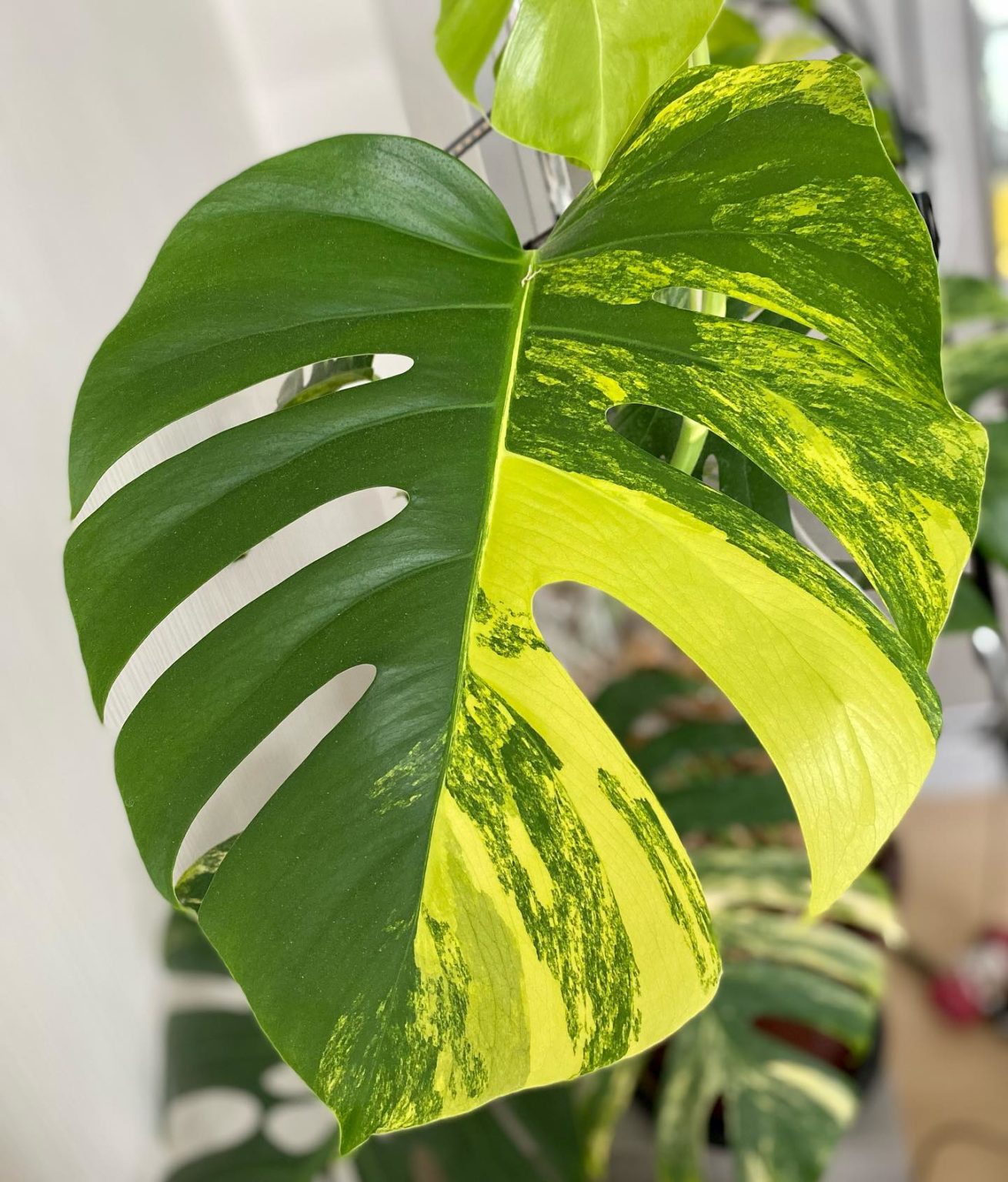 What Are The Rarest Houseplants